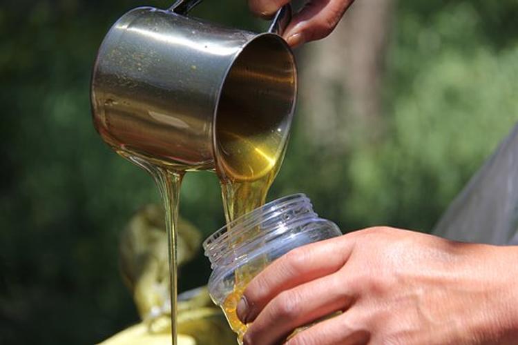 О резком росте цен на мед  из-за холодного лета предупредили пчеловоды