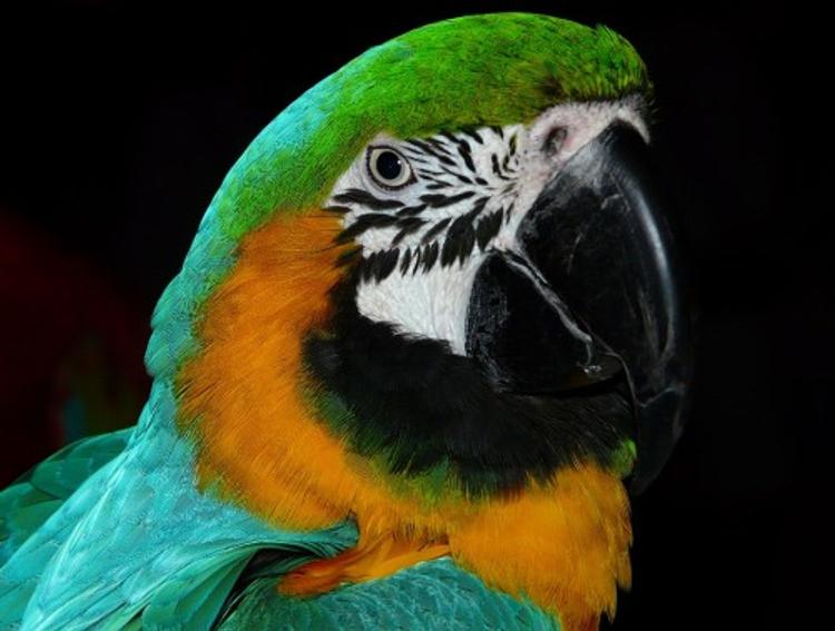 В США попугай помог посадить в тюрьму убийцу
