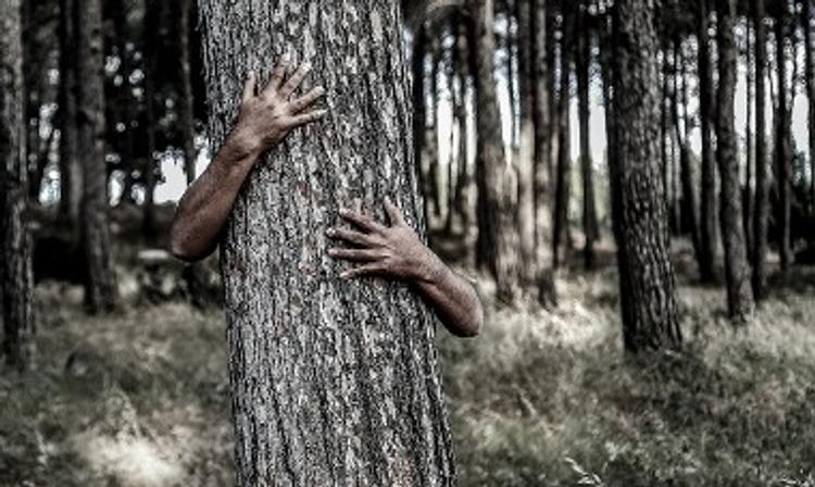 В Новой Москве неизвестный украл небольшой лес