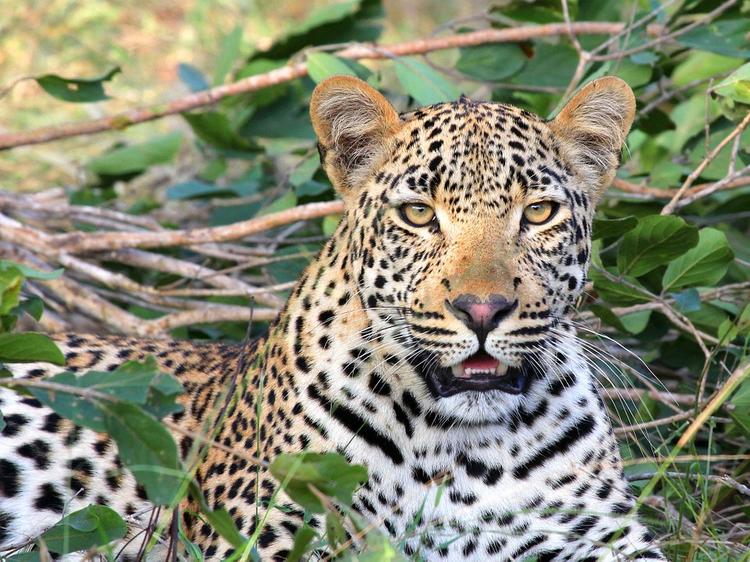 На карантин закрыли саратовский зоопарк, где леопард напал на девочку