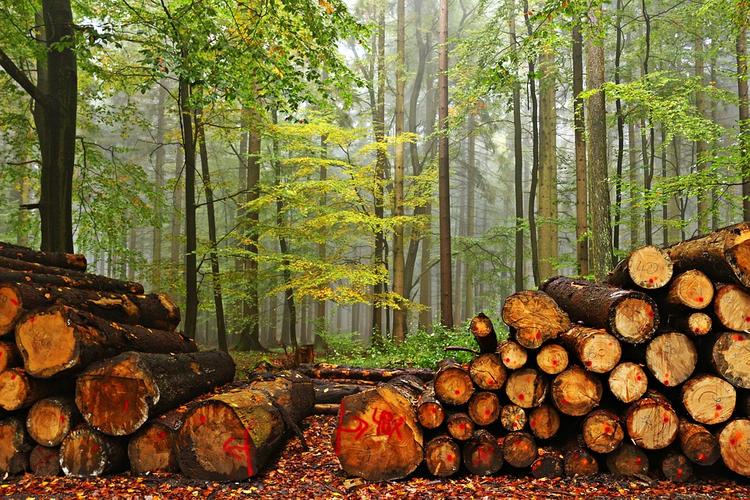 Путин требует следить за незаконной вырубкой лесов в ходе тушения пожаров