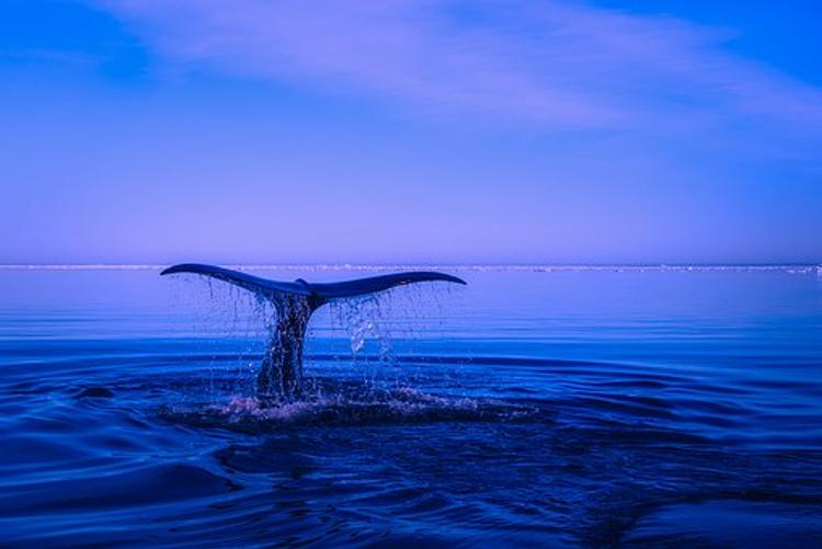 Застрявший в Хабаровском крае кит ушел в море