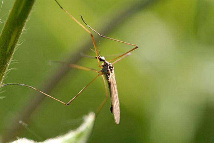 Пензенцев призывают опасаться комаров