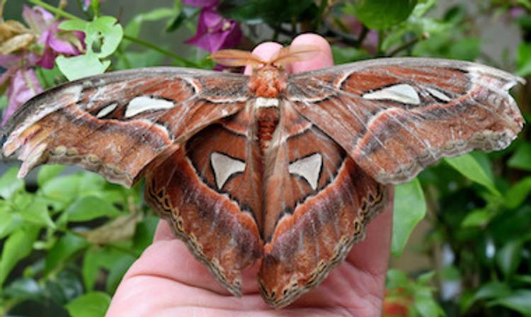 Итальянская бабочка погубила самшитовые леса на юге России
