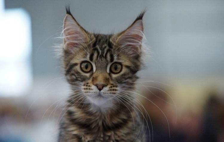 Вакансия для кота с 20-тысячной зарплатой появилась в Нижнем Новгороде