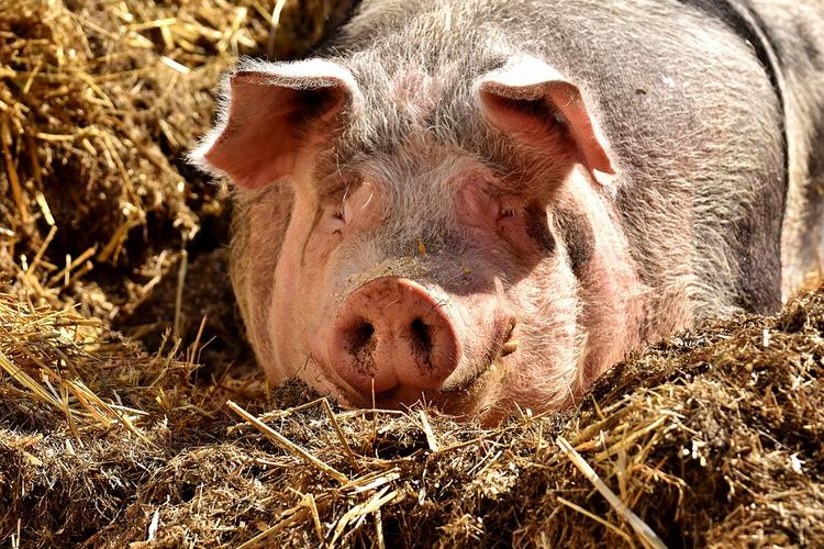 Вирус африканской чумы свиней проник на Кубань