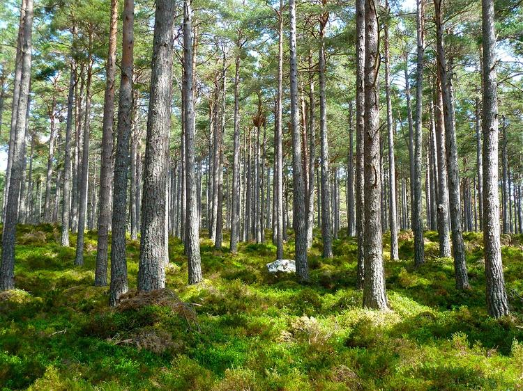 Российские власти пообещали заняться восстановлением леса