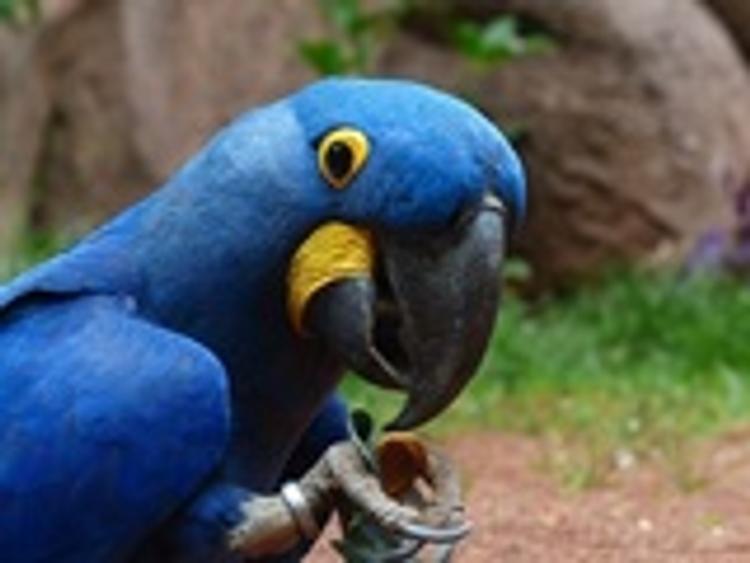 Шнуров спел "Лабутены" лысеющему попугаю в зоопарке