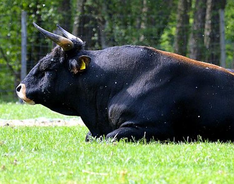 В Свердловской области бык убил своего хозяина