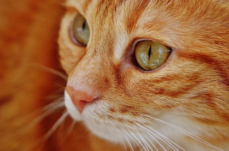В Великобритании скончался самый пожилой кот на планете