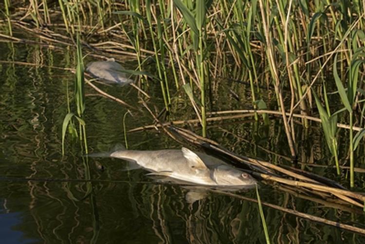 Виновных в массовой гибели рыбы ищут в Курской области