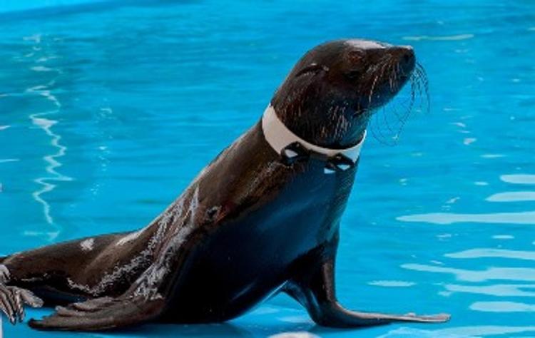 В дельфинарии Петербурга морской котик задержал хулигана