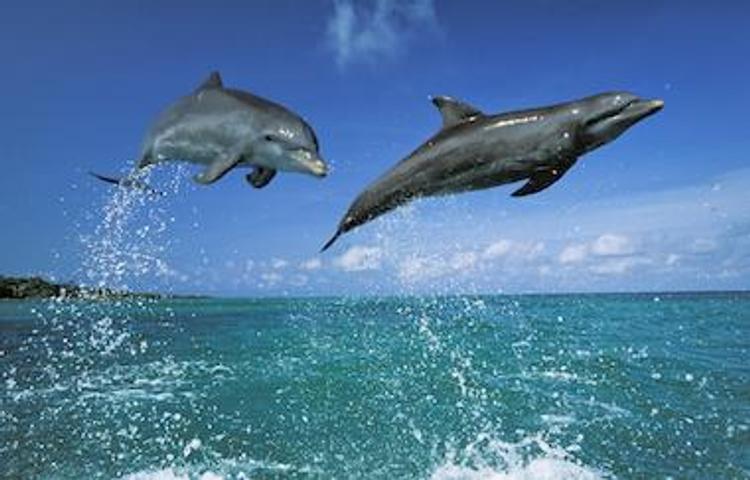 Керченский мост увеличил популяцию дельфинов