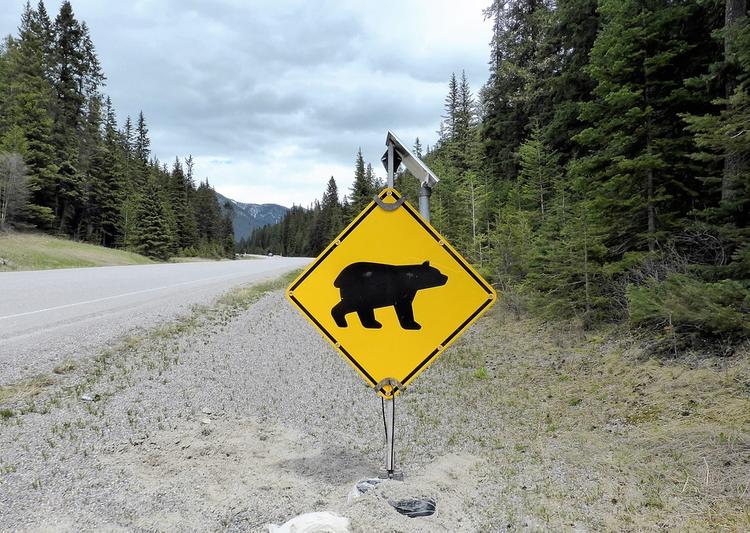 В Колорадо при наезде на медведя погибли три человека