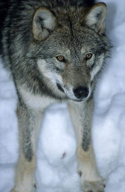 Волк напал на человека в Кировской области