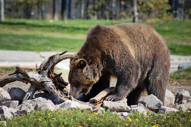 Медведь сбежал из частного зоопарка и напал на пожилого мужчину