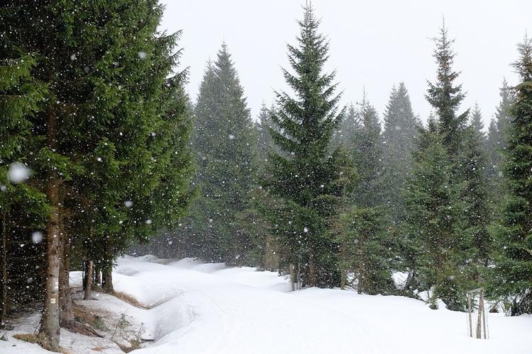 Гражданам России могут позволить самостоятельно рубить елки к Новому году