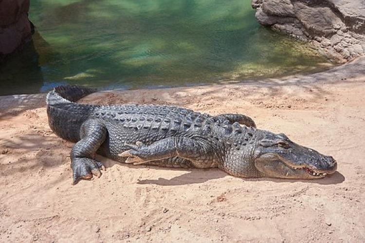 Видео, как крокодил погнался за охотниками
