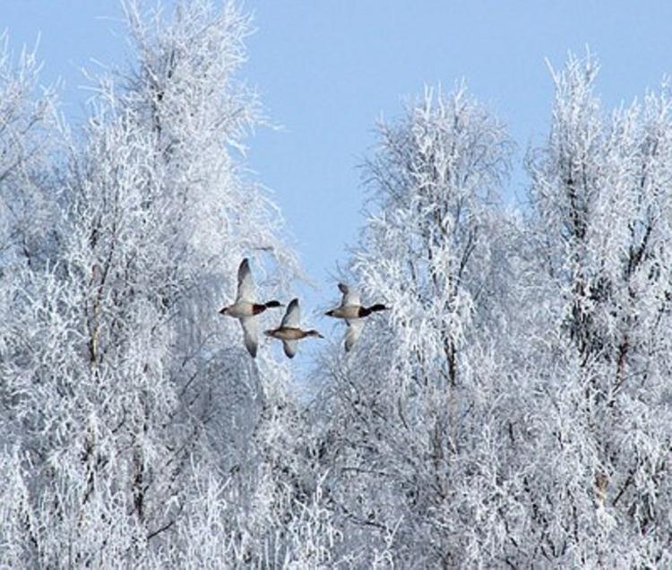 Гидрометцентр пообещал жителям России неоднородную зиму
