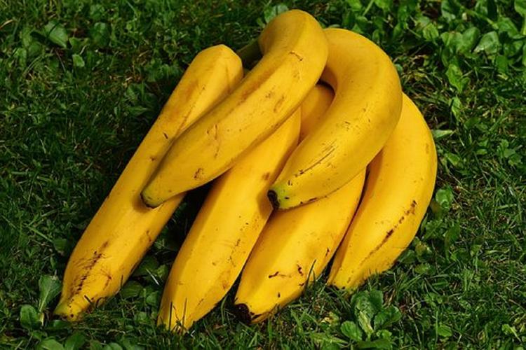 В ООН заявили, что  бананы скоро исчезнут навсегда