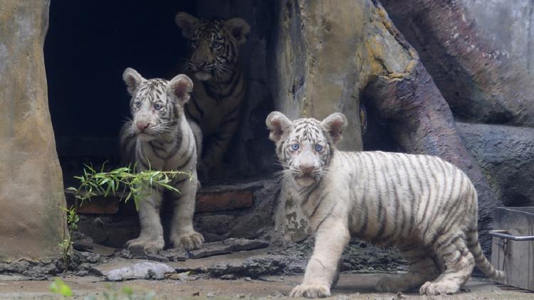 Белая тигрица умерла в зоопарке Москвы