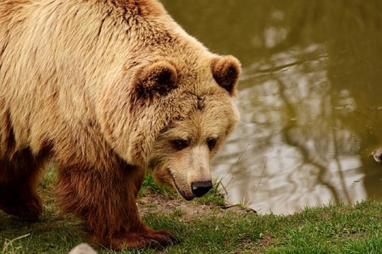 Видео, как застрявшего в окне медведя вытаскивали КамАЗом