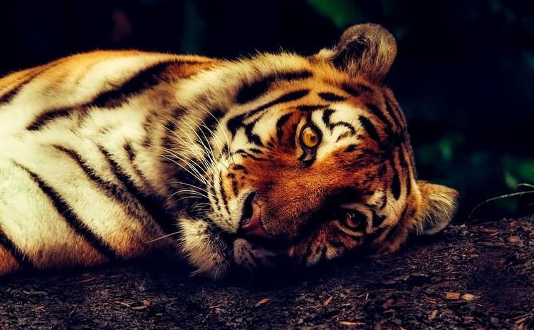 Денверский зоопарк  сообщил о гибели амурского тигра, привезенного из России