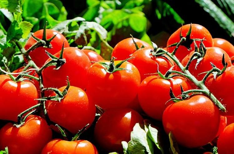 Глава Кубани объявил войну помидорам из Турции, которые выдают за кубанские