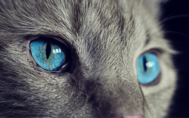 Ученые полагают, что кошки могут избавить маленьких детей от астмы