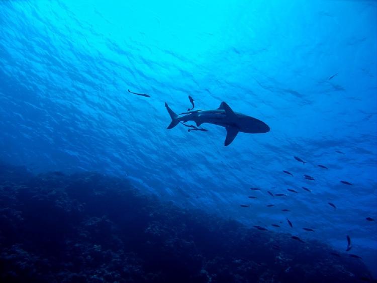 Доисторическую акулу с тремястами зубами поймали в Португалии
