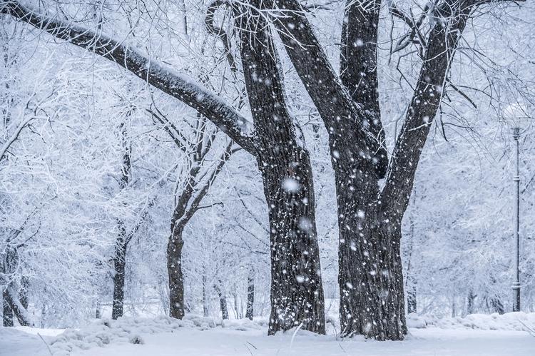 Глобальное потепление перенесло выпадение снега в Москве