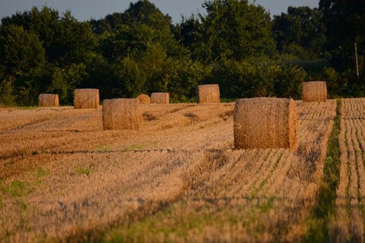 Крупный урожай зерна в России угрожает американским фермерам