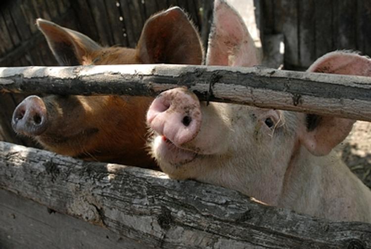 16 тысяч свиней уничтожат в Тюменской области