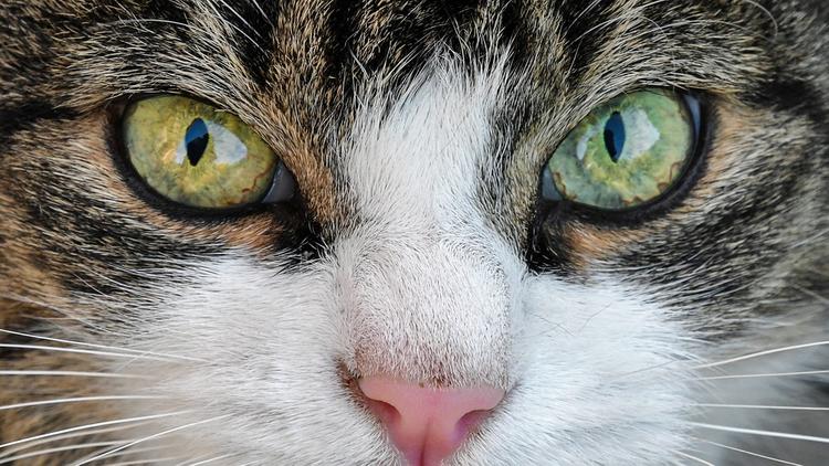 Ученые нашли доказательства, почему собаки умнее кошек