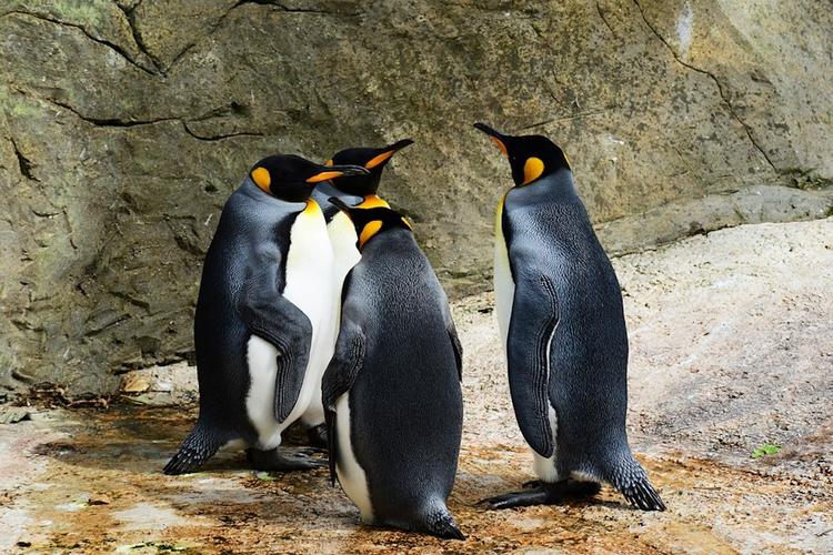 Палеонтологи были шокированы, обнаружив останки гигантского древнего пингвина