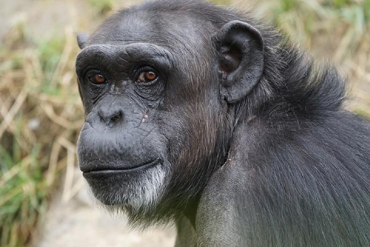 Ученые нашли сходство в поведении детей и шимпанзе