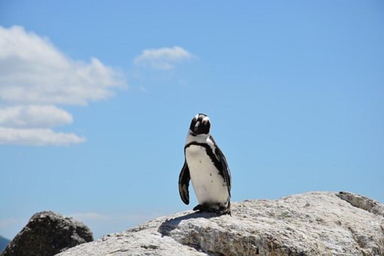 Опубликовано видео общительного пингвина из Новой Зеландии