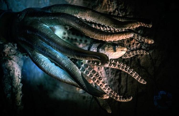 Ученые открыли новый вид гигантского осьминога