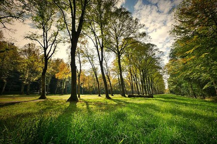 Бельгийцы планируют удобрять парки компостом из праха умерших