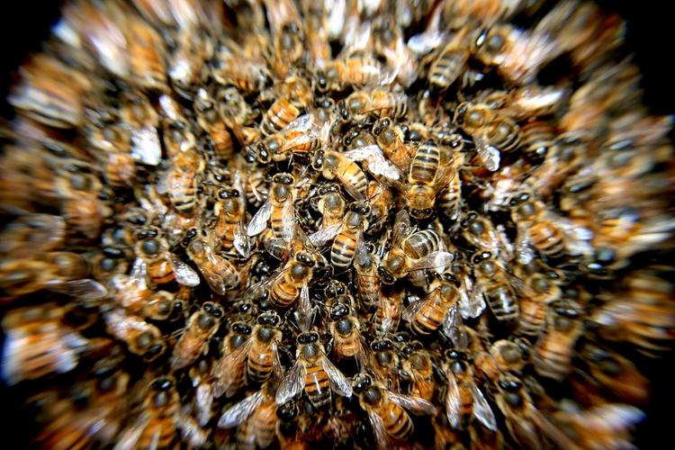 В США неизвестные уничтожили у пчеловода почти всех российских пчел