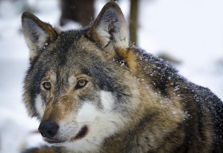 Жители Санкт-Петербурга увидели волка на одной из улиц города