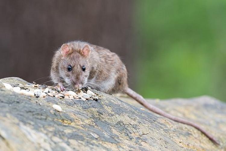 Видео с принимающей душ крысой озадачило ученых