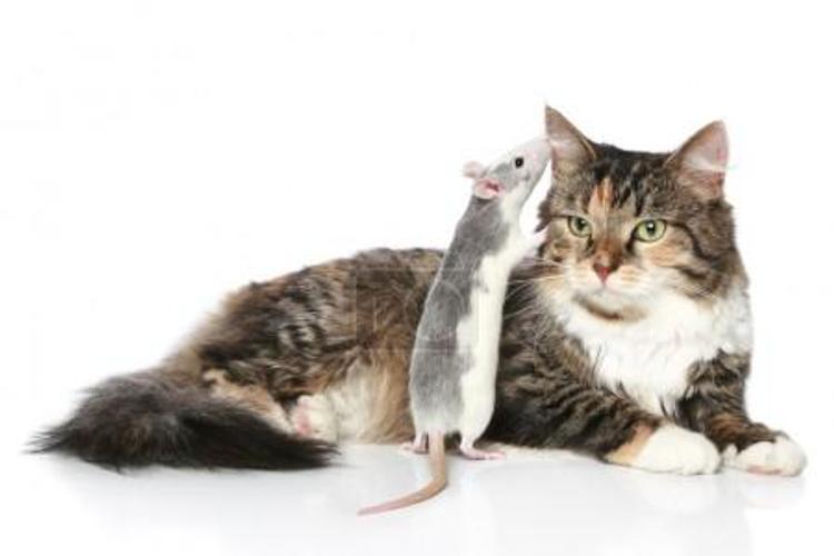 Кота обвинили в тунеядстве, он "упустил 29 крыс на вверенной ему территории"