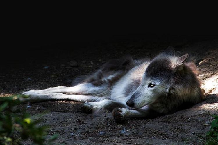 Видео, как притворившийся мертвым волк отомстил охотнику
