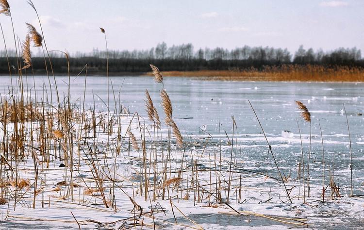 В Калининградской области под лед на реке провалился ребенок, его ищут спасатели