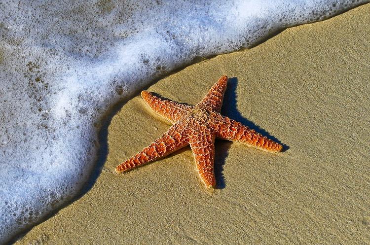 Тысячи мертвых морских звезд нашли сегодня на побережье Великобритании