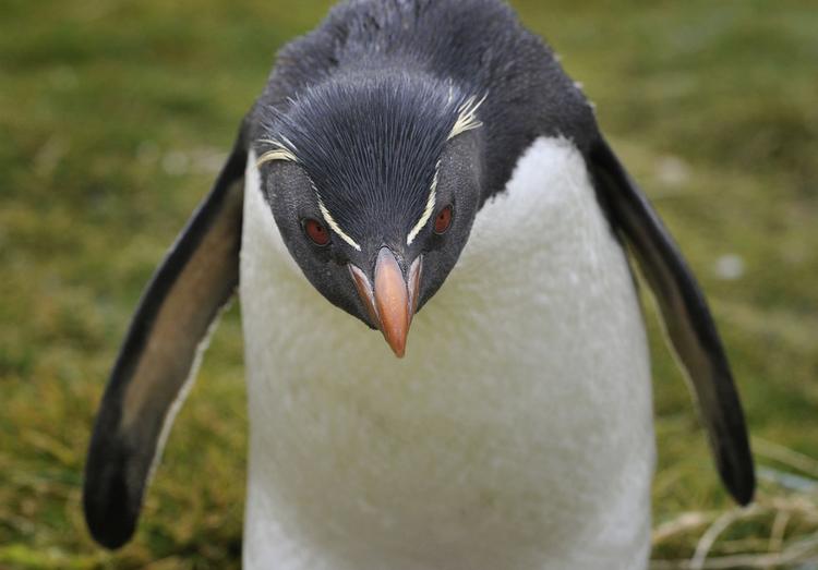 У пингвинов можно научиться позировать перед камерой
