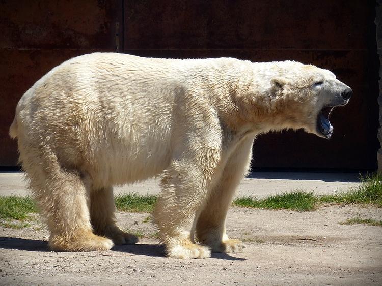 Белый медведь пришел в гости к вахтовикам на Ямале