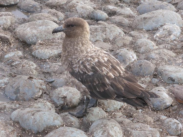 Деятельности ученых из Латвии в Антарктиде препятствуют птицы