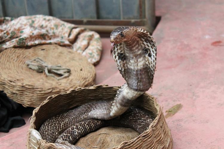 Индийская кобра с перепугу выплюнула три яйца